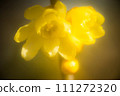 Succession of generations of wax plums 111272320