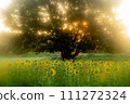 Soothed by the sunflower field 111272324