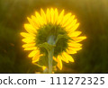 Soothed by the sunflower field 111272325