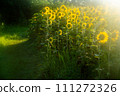 Soothed by the sunflower field 111272326