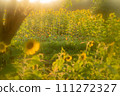 Soothed by the sunflower field 111272327