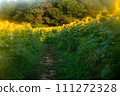 Soothed by the sunflower field 111272328