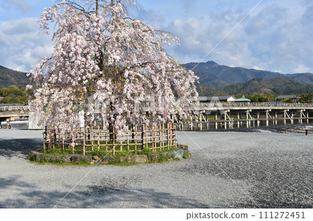 Kyoto in spring in Japan, the streets around Arashiyama, tourist attractions Togetsukyo Bridge and Katsura River, beautiful cherry blossoms and fresh greenery Kyoto in spring in Japan, the streets around Arashiyama, tourist attractions Togetsukyo Bridge and Katsura River, beautiful cherry blossoms and fresh greenery 111272451