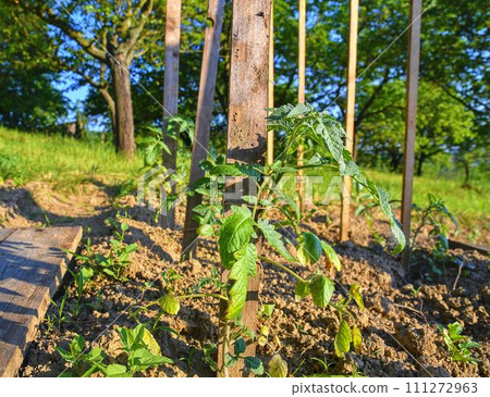 Young tomatoes in rural garden. Gardening concept. Sun flare, close-up. Young tomatoes in rural garden. Gardening concept. Sun flare, close-up. 111272963
