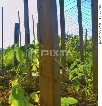 Young tomatoes in rural garden. Gardening concept Young tomatoes in rural garden. Gardening concept 111272965