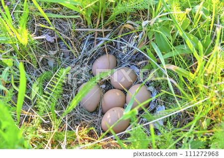 Female pheasant eggs. Abandoned nest with female pheasant eggs Female pheasant eggs. Abandoned nest with female pheasant eggs 111272968