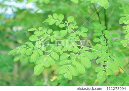 Moringa Moringa 111272994