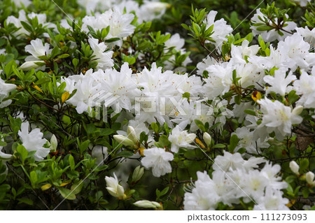 White azalea flower White azalea flower 111273093