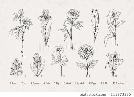 Black flowers. Floral rose, violet and iris in old retro victorian, classic spring tulip and poppy. Beautiful peony, lily and dahlia. Hand drawn plant. Hyacinth and narcissus vector wallpaper set 111273150