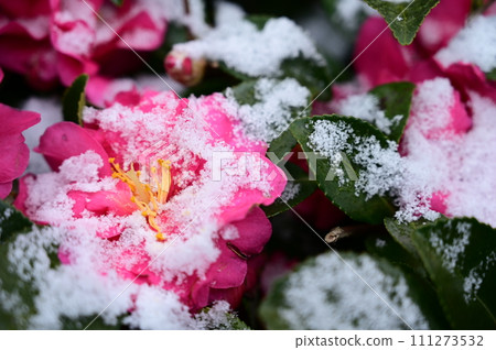 Red camellia flowers covered in snow Red camellia flowers covered in snow 111273532