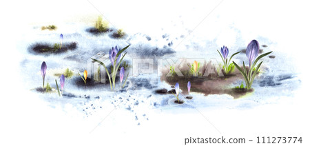 Watercolor hand drawn illustration spring meadow. Awakening of nature after winter Melting snow, primary plants, crocuses saffron snowdrops Flowers sprouting through the snow Isolated white background 111273774