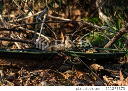 Redstart taking a bath 111273873