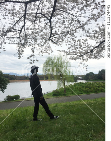 A man taking a walk under the cherry blossoms A man taking a walk under the cherry blossoms 111274445