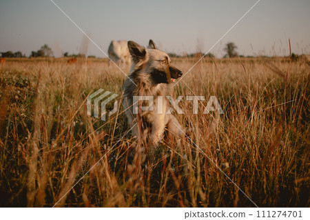 Portrait of cute little dog looking around in the grass field at sunset. Portrait of cute little dog looking around in the grass field at sunset. 111274701