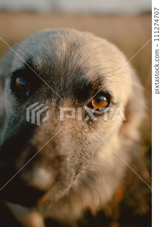 Close up of stray white brown dog looking at camera, staying at dry grassland alone with sunlight in evening. 111274707