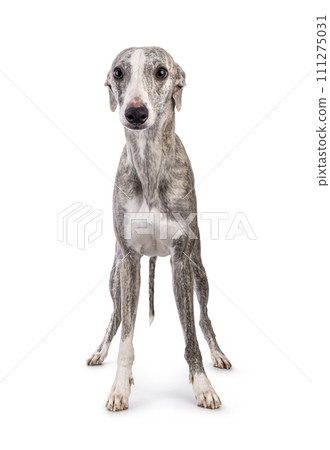 Whippet dog on white background Whippet dog on white background 111275031