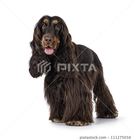 Cocker Spaniel dog on white Cocker Spaniel dog on white 111275038