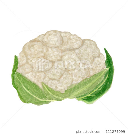 Watercolor hand drawn cauliflower isolated on white 111275099