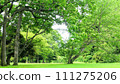 Fresh green forest with large trees and green grass 111275206