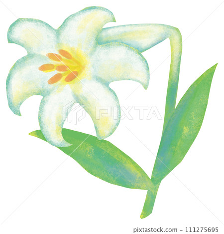 white lily easter lily white lily easter lily 111275695