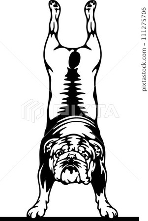 Active English Bulldog Dog - Funny Dog - Pet Dog Vector Clipart, Dog Silhouette Stencil Active English Bulldog Dog - Funny Dog - Pet Dog Vector Clipart, Dog Silhouette Stencil 111275706