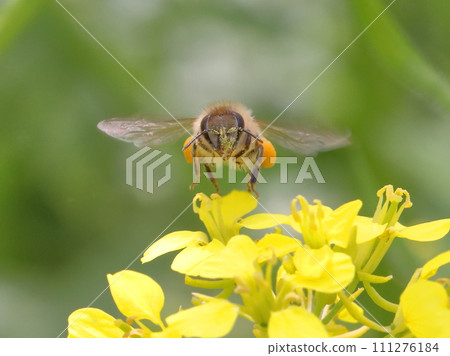 Bees visiting rape blossoms Bees visiting rape blossoms 111276184
