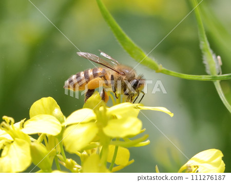 Bees visiting rape blossoms 111276187