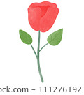 red rose isolated on white	 111276192