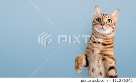Bengal cat with a paw raised up on a blue background. 111276345