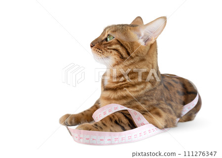 Bengal cat with measuring tape on white background. Bengal cat with measuring tape on white background. 111276347