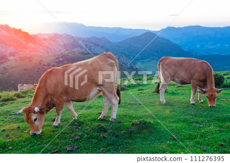 Mountain cow sits on a lawn in a national park at sunset Mountain cow sits on a lawn in a national park at sunset 111276395