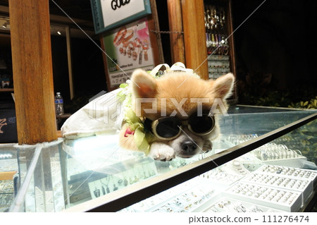 A dog wearing sunglasses and guarding a store 111276474