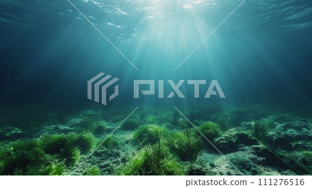 Beautiful sea background with algae on the bottom large copyspace area with copy space for text Beautiful sea background with algae on the bottom large copyspace area with copy space for text 111276516