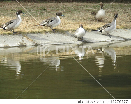 北針尾，來到稻毛海濱公園海灘池塘的冬季候鳥 111276577