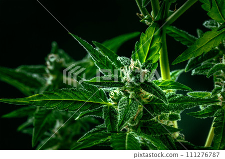 Cannabis plant with green leaves and white flowers, with trichomes 111276787