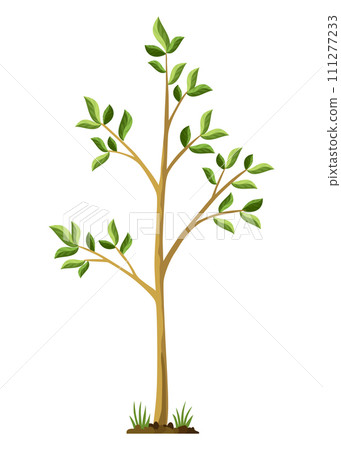 Stage of tree growth. Small tree growth with green leaf and branches. Illustration of business cycle development Stage of tree growth. Small tree growth with green leaf and branches. Illustration of business cycle development 111277233
