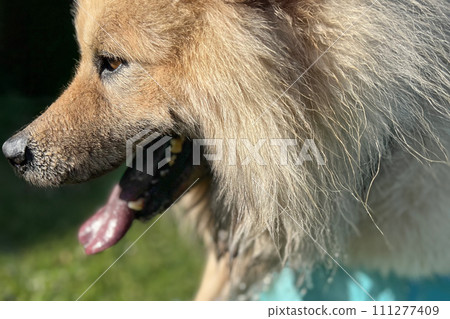 The dog eurasier with blue tongue The dog eurasier with blue tongue 111277409