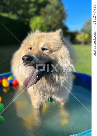 The dog eurasier playing in a pool with balls 111277410