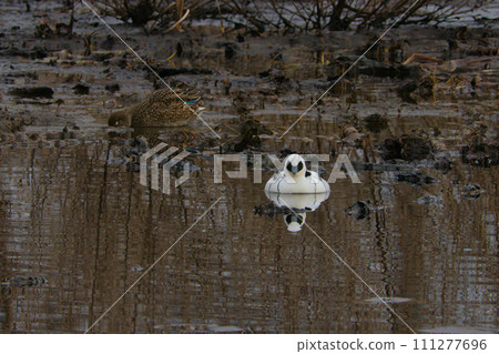 Miko Merganser, a water bird with a cute panda pattern Miko Merganser, a water bird with a cute panda pattern 111277696