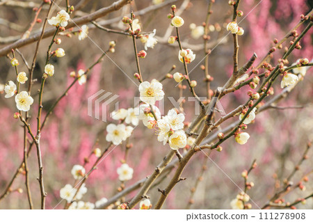 Ume Atami plum garden in full bloom 111278908