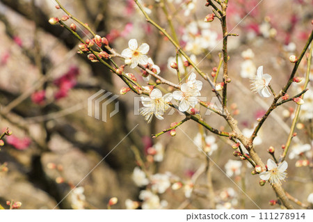 Ume熱海梅花園盛開 111278914