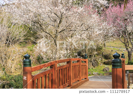 Ume熱海梅花園盛開 111278917