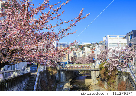Atami Sakura Itokawa Cherry Blossom Festival Atami Sakura Itokawa Cherry Blossom Festival 111279174