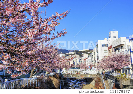 Atami Sakura Itokawa Cherry Blossom Festival Atami Sakura Itokawa Cherry Blossom Festival 111279177