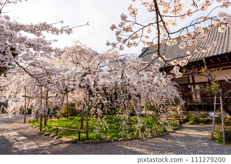 Cherry blossoms in Bishamonto 111279200