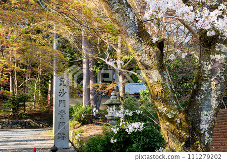 Bishamonto的櫻花 Bishamonto的櫻花 111279202