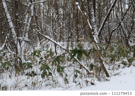 Snowy trees and Kuma bamboo at Koiwai Farm The pattern of snow falling on the branches of trees at Koiwai Farm after a snowstorm Snowy trees and Kuma bamboo at Koiwai Farm The pattern of snow falling on the branches of trees at Koiwai Farm after a snowstorm 111279453