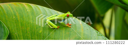 Red-eyed Tree Frog on a Leaf in Costa Rica Rain Forest Panorama 111280222