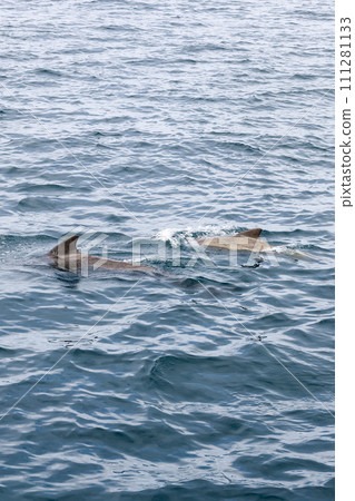 Vertical snapshot of pilot whale calf with mother in pristine Norwegian Sea waters, swimming duo Vertical snapshot of pilot whale calf with mother in pristine Norwegian Sea waters, swimming duo 111281133