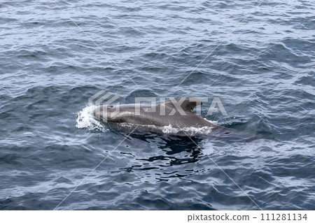 Sleek pilot whale emerges with splash against Norwegian Sea's textured waters near Andenes, Norway 111281134